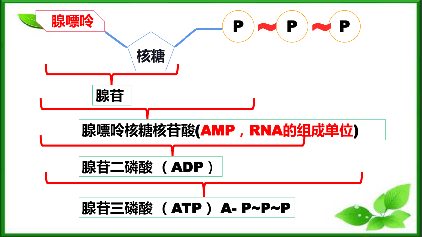 5.2细胞的能量“货币”ATP课件（共35页ppt） 人教版（2019）必修1