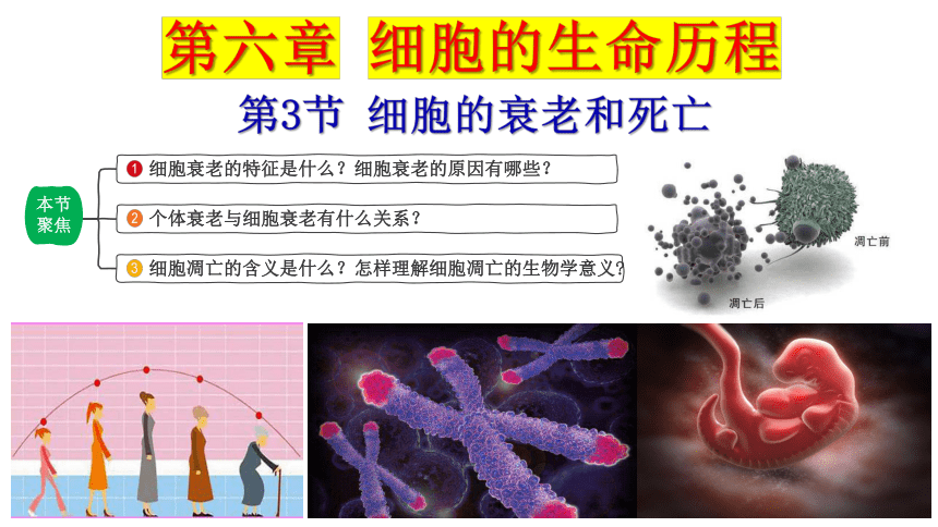 6.3细胞的衰老和死亡课件（共23张PPT） 人教版必修1