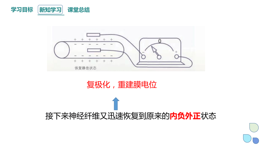 2.2 神经冲动的产生和传导 课件（共27张PPT） 2023-2024学年高二生物浙教版（2019）选择性必修1