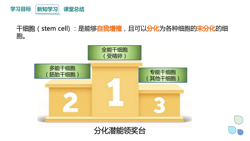 4.2.1细胞通过分化产生不同的细胞（一） 课件(共23张PPT) 2023-2024学年高一生物浙科版（2019）必修第一册