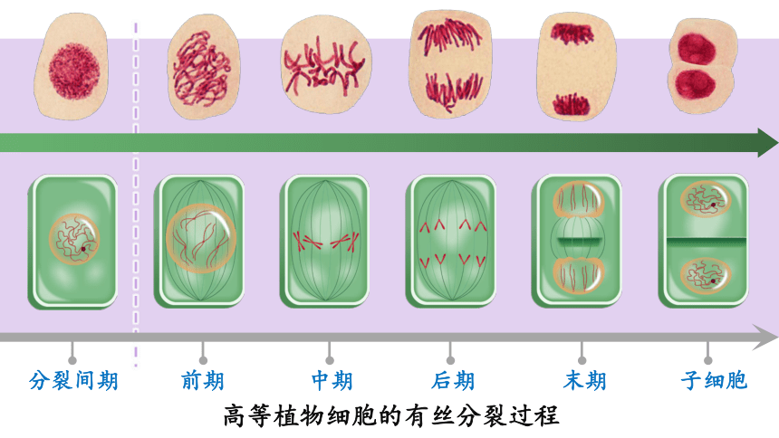 6.1细胞的增殖课件(共41张PPT4份视频) 生物人教版必修1