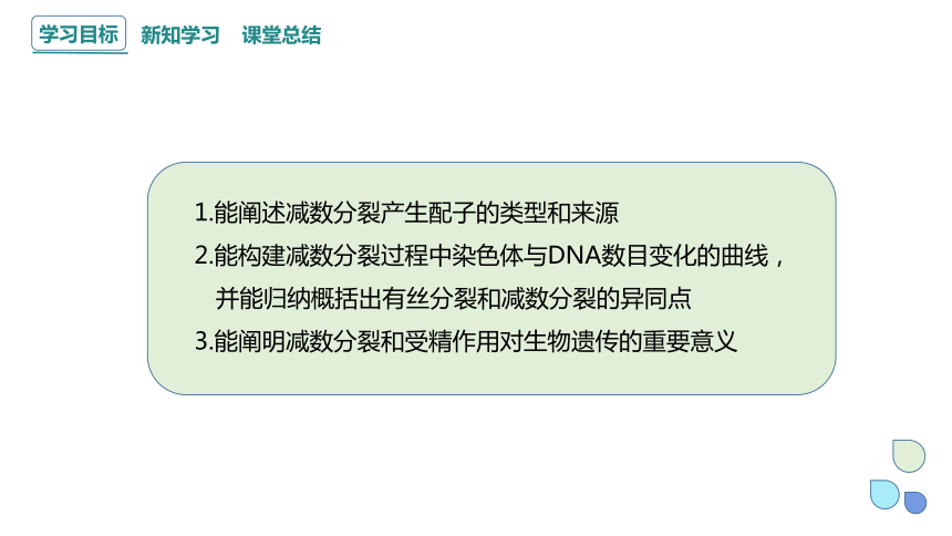 2.1 染色体通过配子传递给子代 课时3 课件（共32张PPT） 2023-2024学年高一生物浙教版（2019）必修2