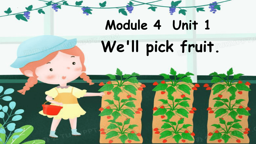 Module 4  Unit 1 We'll pick fruit. 课件(共23张PPT)