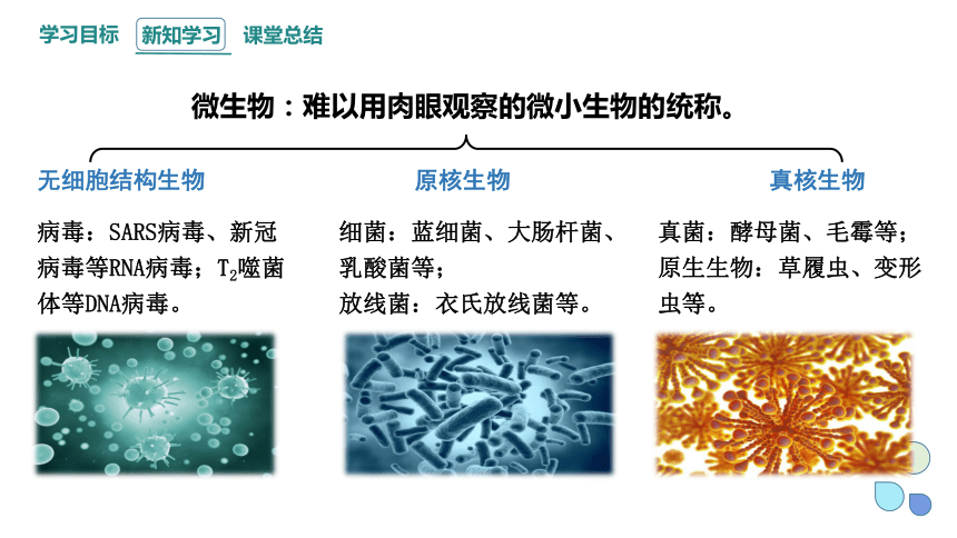 1.2 课时1 微生物的基本培养技术  课件(共30张PPT) 2023-2024学年高二生物人教版（2019）选择性必修3