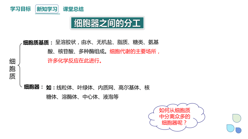 3.2.1 细胞器之间的分工合作 课件(共24张PPT1份视频) 2023-2024学年高一生物人教版（2019）必修1