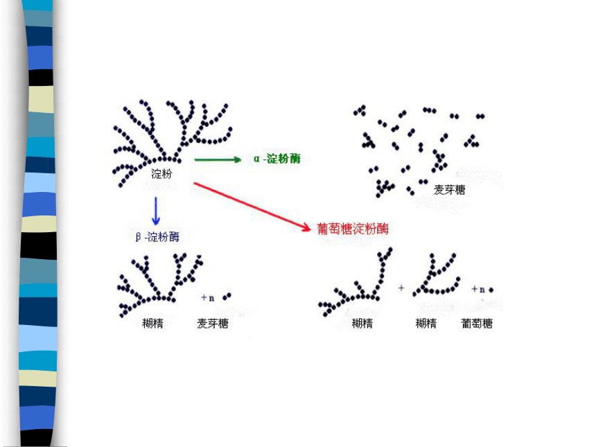 4.3 酶在食品加工中的应用 课件(共28张PPT)-《食品生物化学》同步教学（大连理工大学出版社）