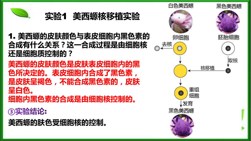 3.3细胞核的结构与功能课件(共35张PPT)  人教版（2019）必修1