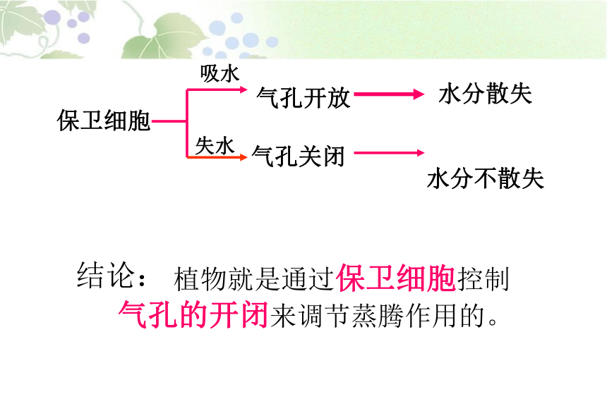 蒸腾作用课件(共28张PPT)