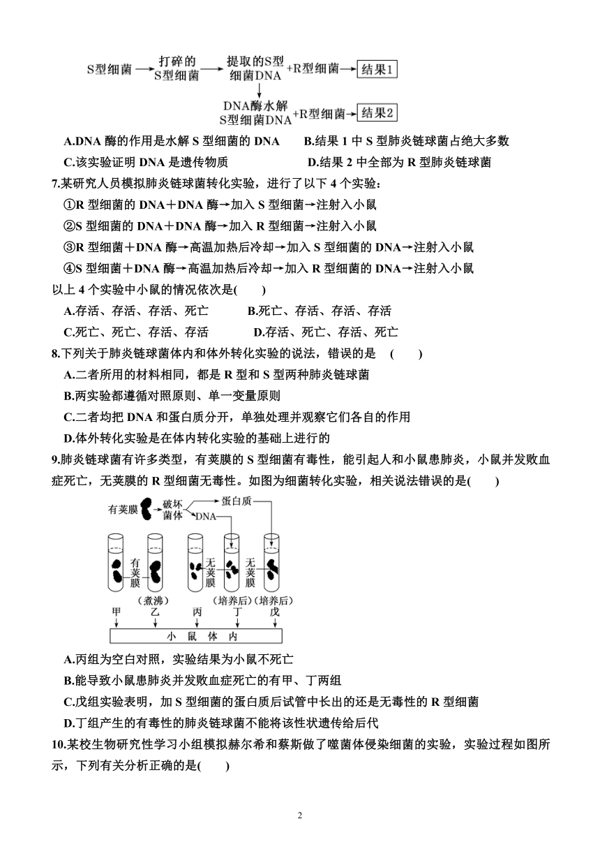 3.1  DNA是主要的遗传物质（同步练习）（附答案）—2023-2024学年高一下学期生物必修2（人教版(2019））