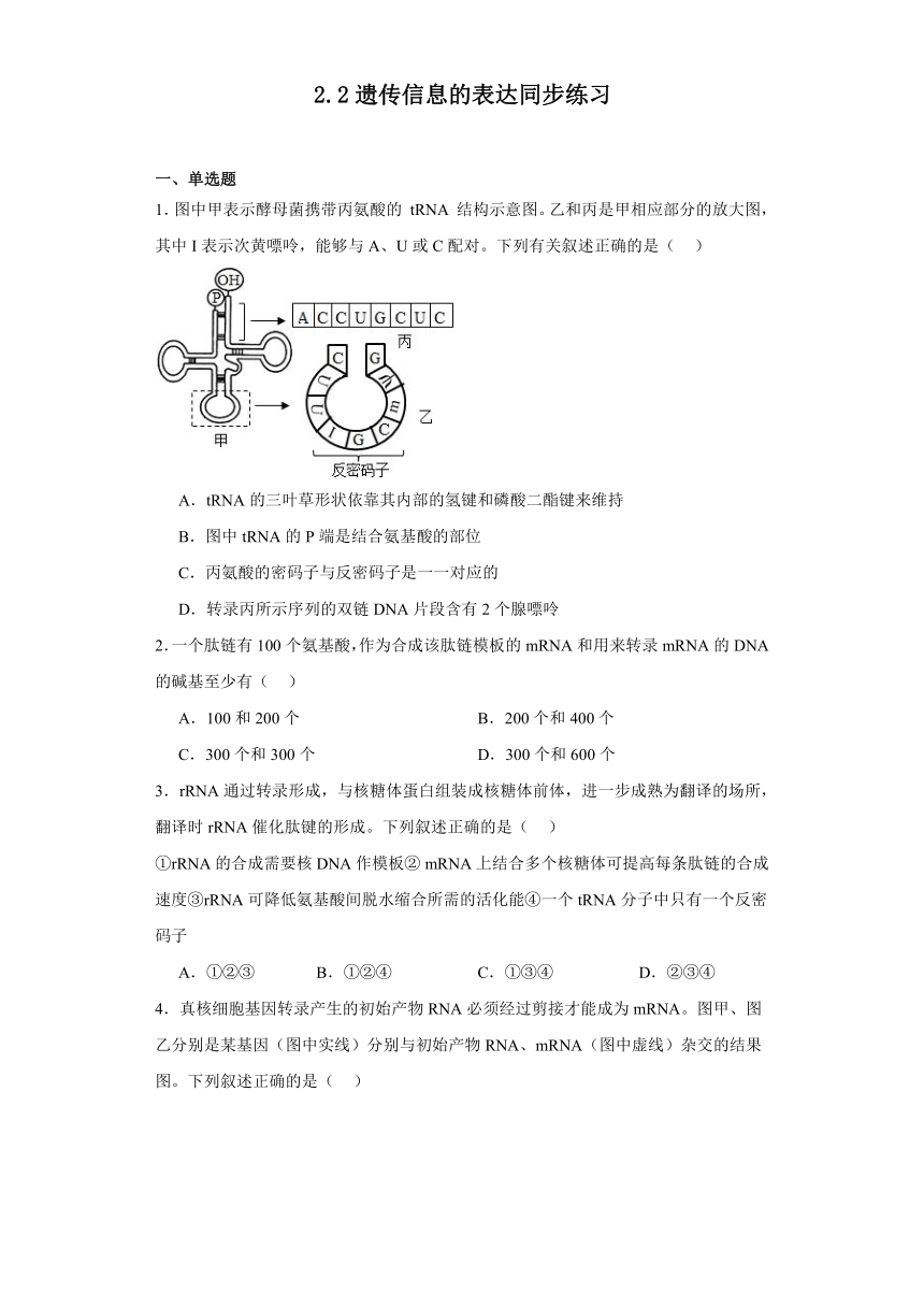 2.2遗传信息的表达同步练习（含解析）2023-2024学年高一下学期生物北师大版必修2