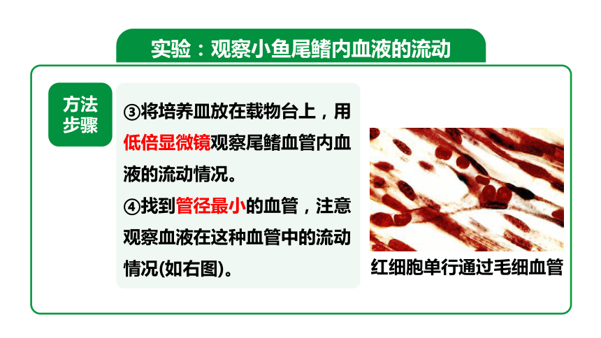 4.4.2血流的管道——血管【课件】2023-2024学年度人教版生物七年级下册(共22张PPT)+视频素材