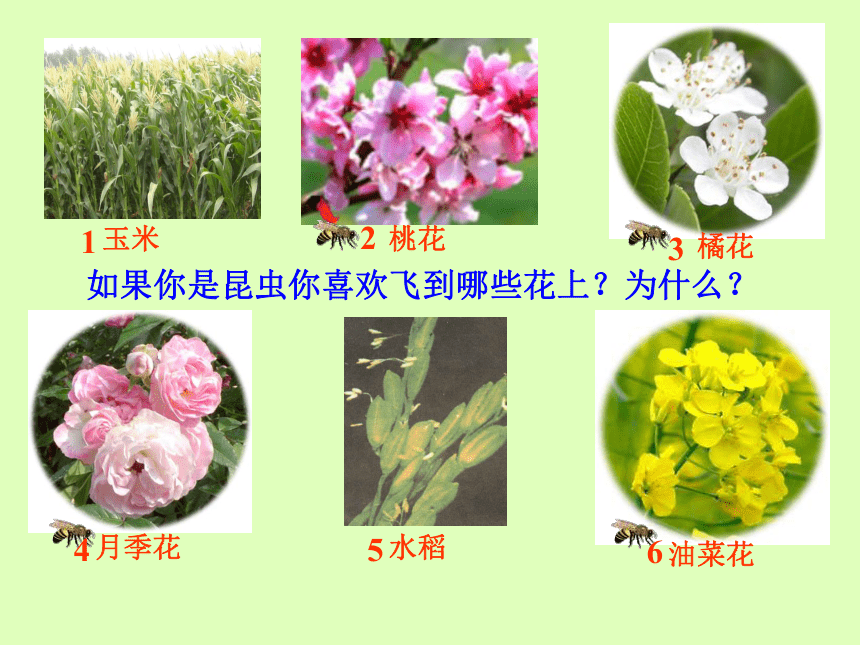 1.5植物生殖方式的多样性