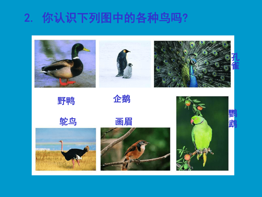苏科版七下生物 12.1 鸟类 课件（20张PPT）
