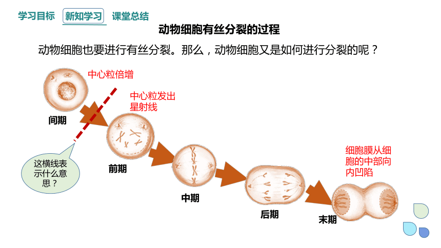 6.1.2 细胞的增殖 课件 (共22张PPT)2023-2024学年高一生物人教版（2019）必修1