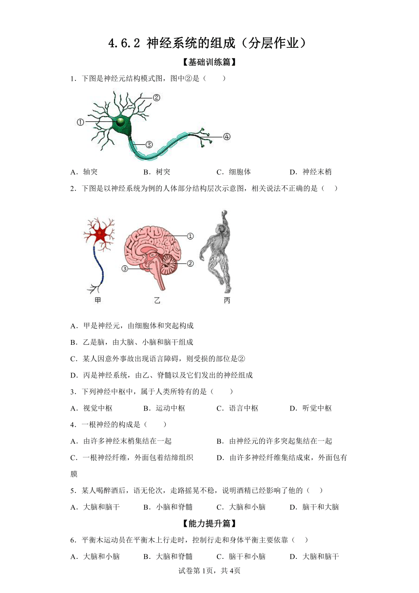 4.6.2神经系统的组成 分层作业（含解析） 七年级生物下册人教版
