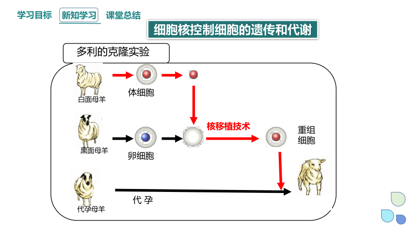 2.4 细胞核是生命活动的控制中心 课件(共21张PPT) 2023-2024学年高一生物浙科版（2019）必修第一册