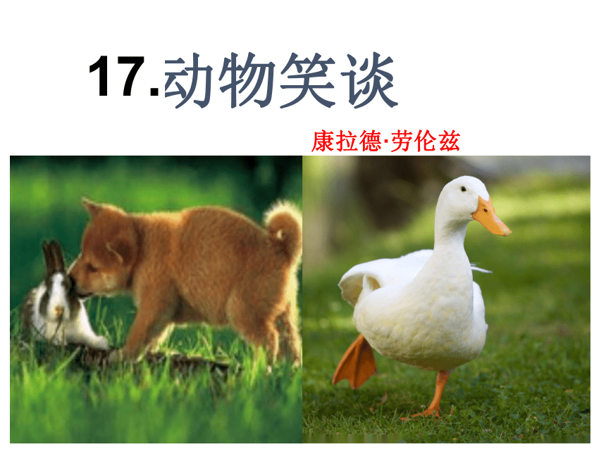 17动物笑谈课件 (共27张PPT)