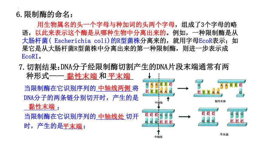 3.1重组DNA技术的基本工具课件（共46张PPT） 人教版选择性必修3