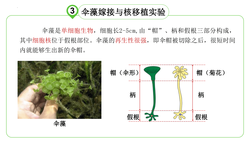 2.3细胞核的结构和功能课件(共28张PPT) 人教版必修1