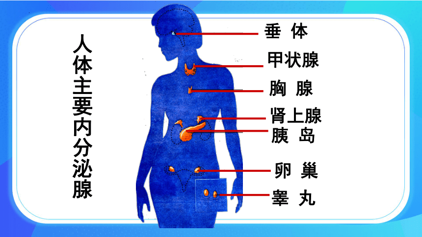 4.6.4 激素调节 课件 (共27张PPT)人教版生物七年级下册