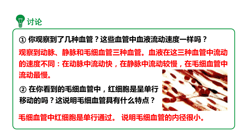 4.4.2血流的管道——血管【课件】2023-2024学年度人教版生物七年级下册(共22张PPT)+视频素材