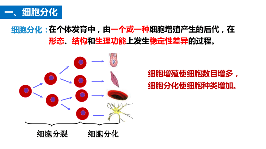 6.2细胞的分化课件(共20张PPT) 人教版必修1