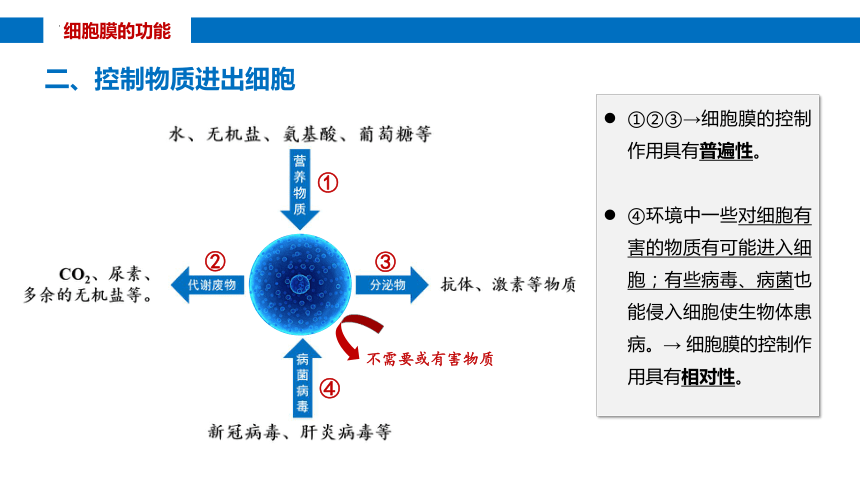 3.1细胞膜的结构和功能课件(共32张PPT)-人教版（2019）必修1