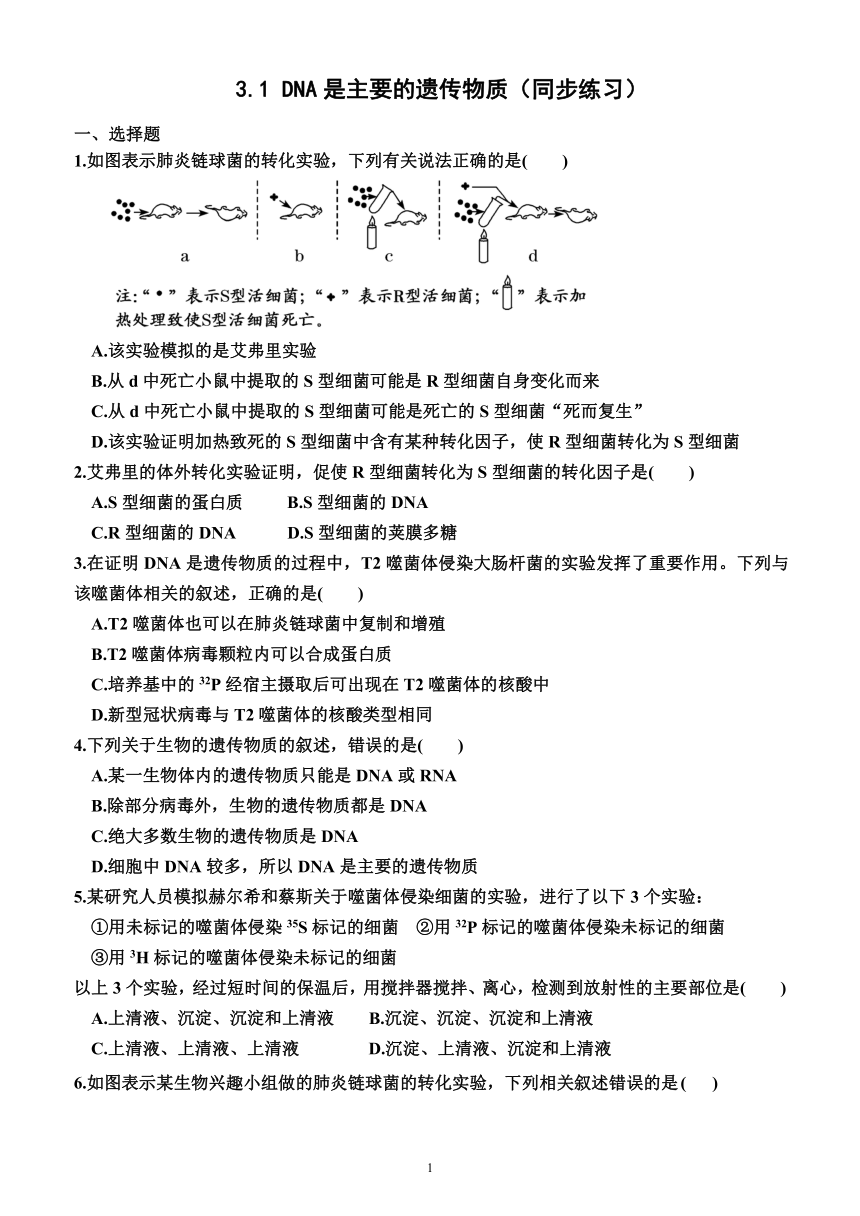 3.1  DNA是主要的遗传物质（同步练习）（附答案）—2023-2024学年高一下学期生物必修2（人教版(2019））