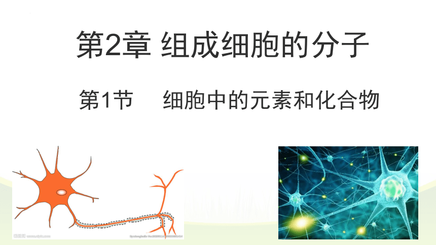 2.1细胞中的元素和化合物课件（第2课时）课件(共20张PPT)-人教版（2019）必修1