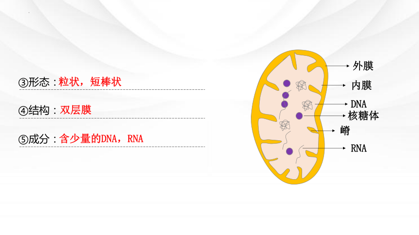 3.2细胞器之间的分工合作课件（共36张PPT） 人教版必修1