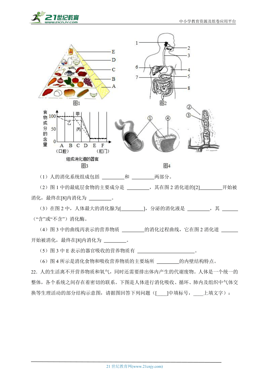 冀少版七年级下册2.3健肺强肾 精力充沛综合题（含解析）