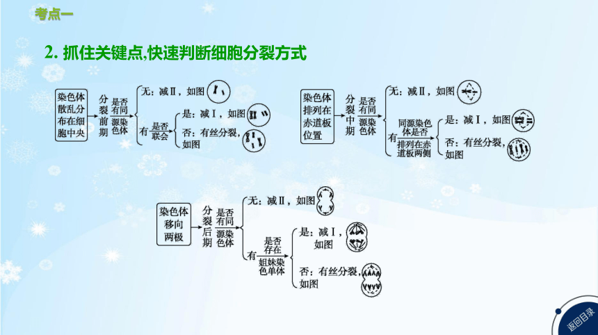 高考生物二轮复习小专题4　细胞的生命历程(共85张PPT)