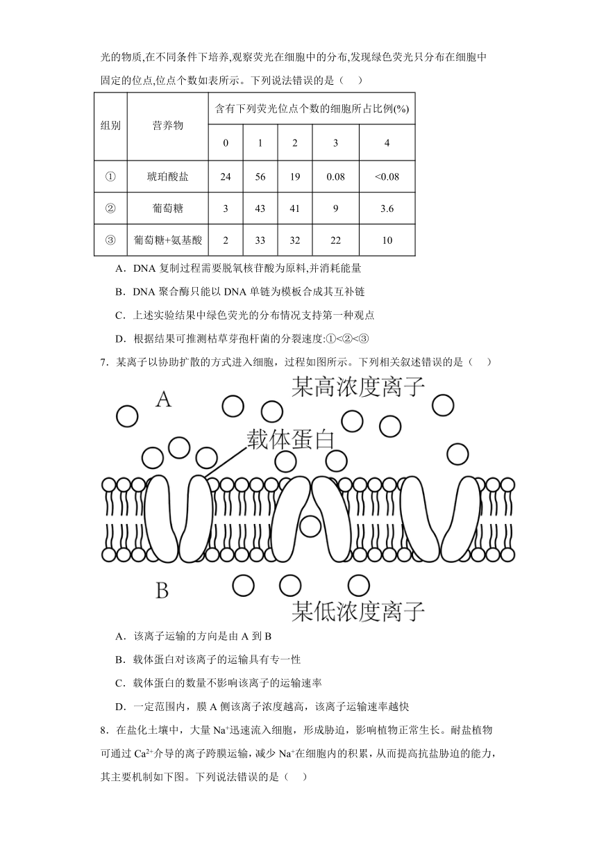 2.1遗传信息的复制同步练习2023-2024学年高一下学期生物北师大版必修2（解析版）