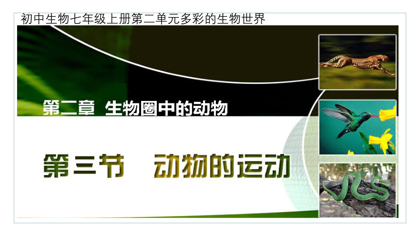 2.2.3动物的运动课件(共27张PPT)2023--2024学年济南版生物七年级上册