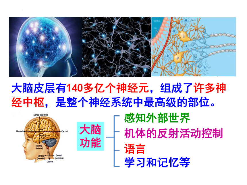 2.5 人脑的高能功能(共25张PPT)课件--人教版2019选择必修1