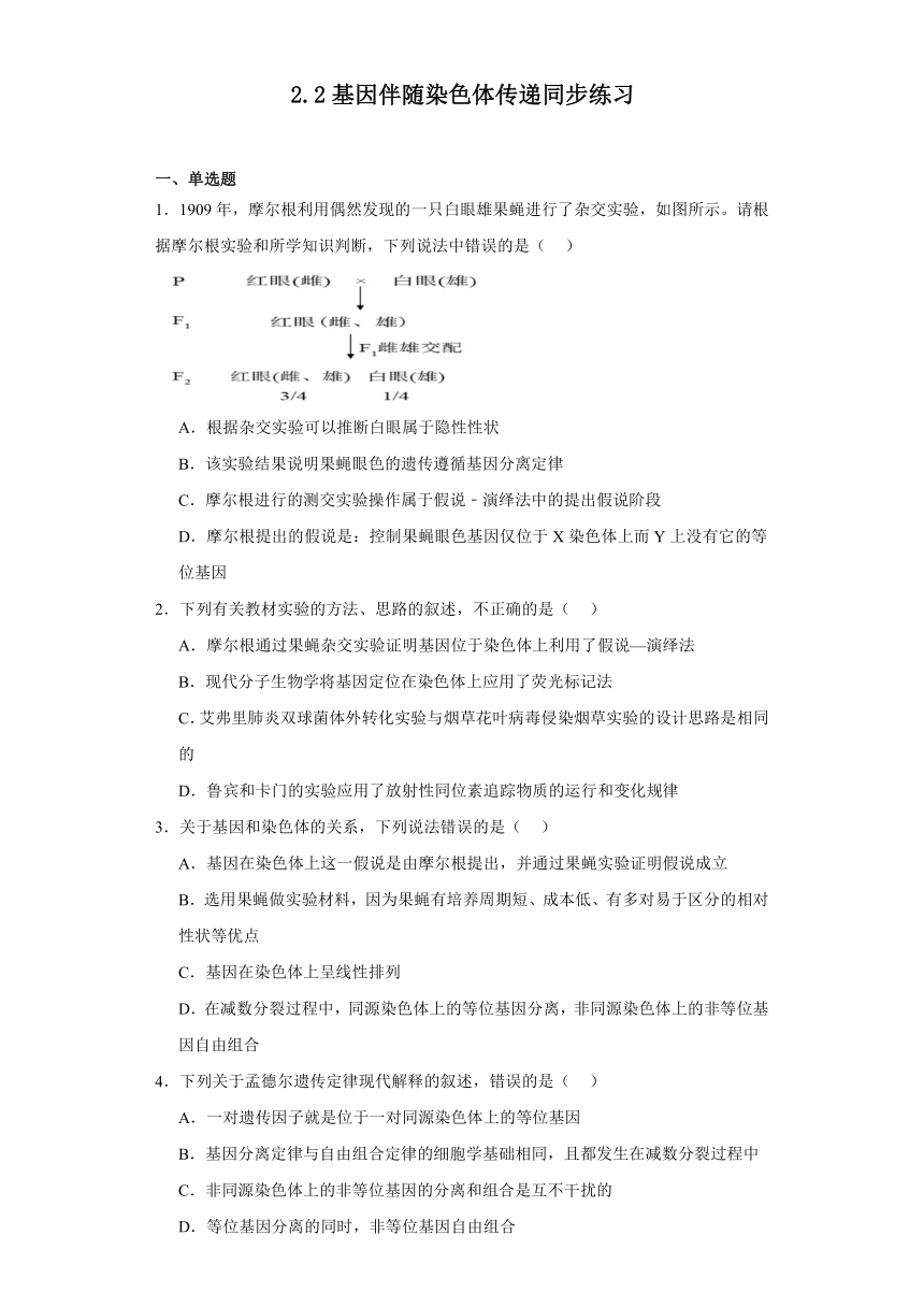 2.2基因伴随染色体传递同步练习2023-2024学年高一下学期生物浙科版必修2（解析版）