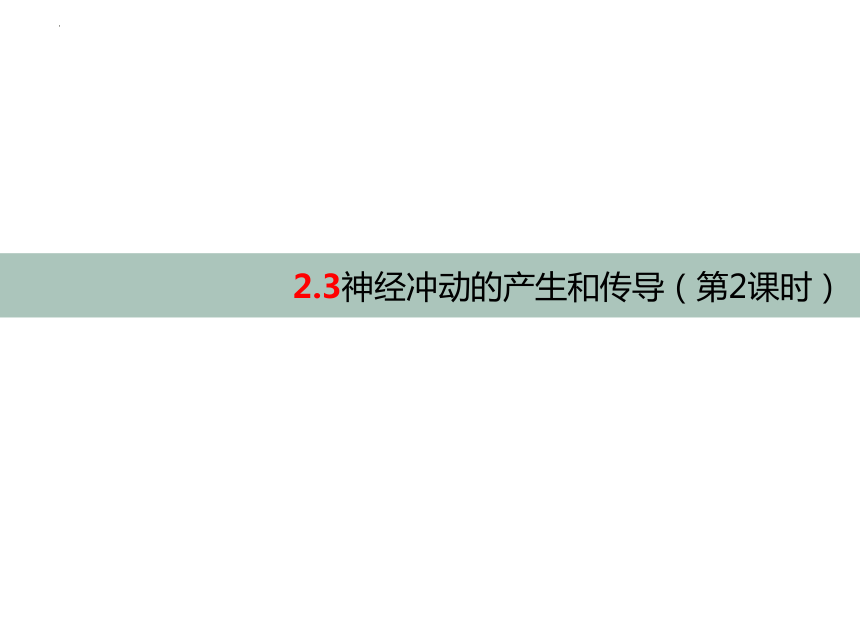 2.3 神经冲动的产生和传导(共23张PPT1份视频)课件（第2课时）-人教版2019选择性必修1