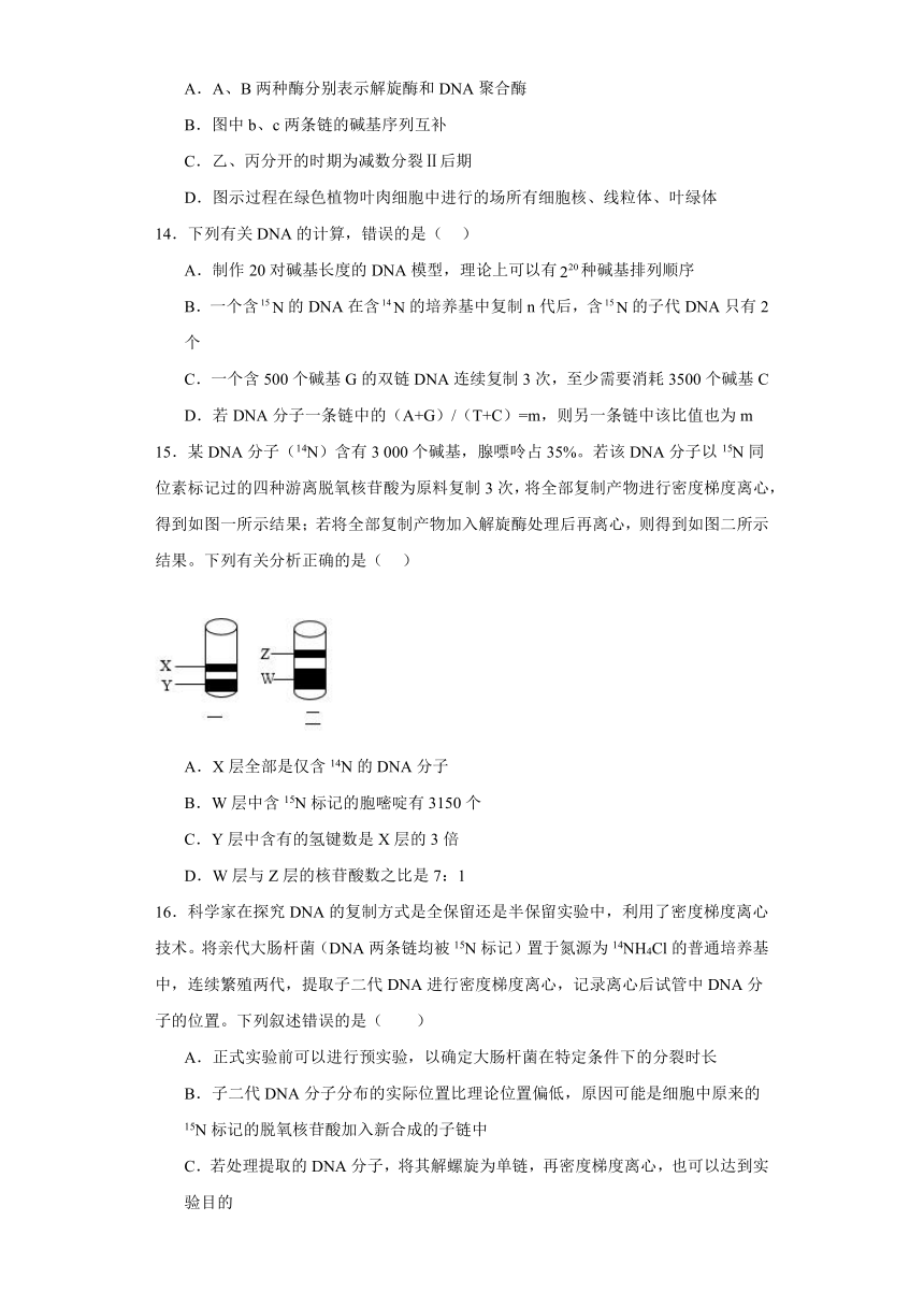 2.1遗传信息的复制 随堂速测-2023-2024学年高一下学期生物北师大版（2019）必修2（解析版）