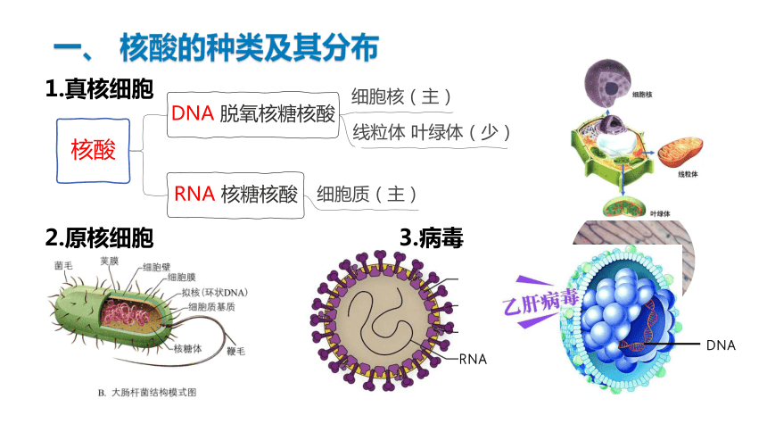 2.5 核酸是遗传信息的携带者-(共21张PPT)课件人教版2019必修1