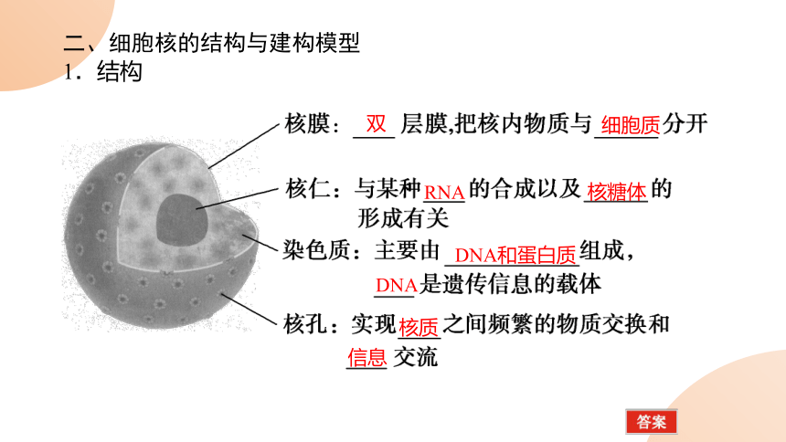 3.3细胞核的结构和功能课件（共76张PPT） 人教版必修1