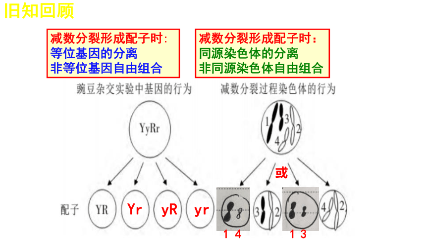 2.2基因在染色体上（共52张PPT）-人教版2019必修2