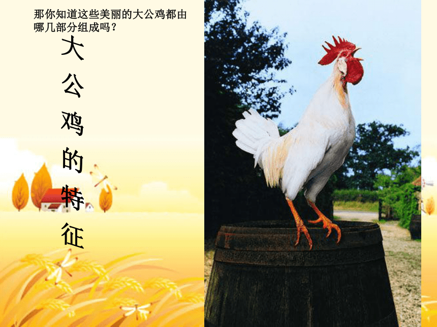 人美版美术四年级下册14艳丽的大公鸡课件(共18张PPT)