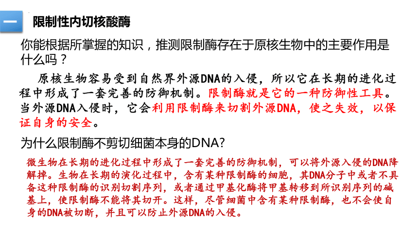 3.1重组DNA技术的基本工具(含DNA粗提取)(教学课件）（共40张PPT1个视频）人教版（2019）选择性必修3