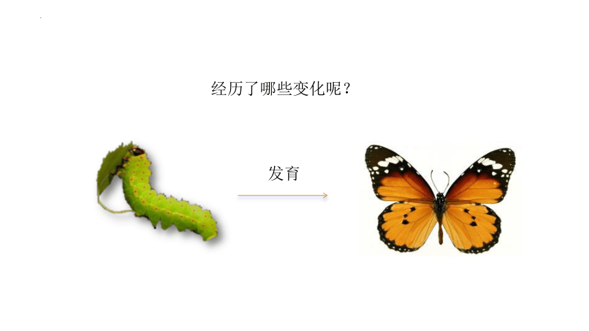 8.21.3昆虫的生殖与发育课件 (共30张PPT)苏教版生物八年级下册