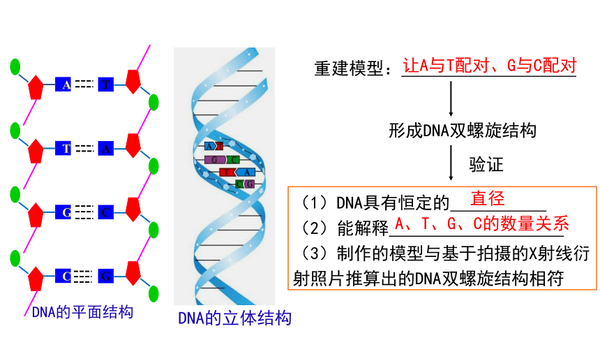 3.2DNA的结构（教学课件）(共31张PPT)-高中生物人教版 （2019）必修2