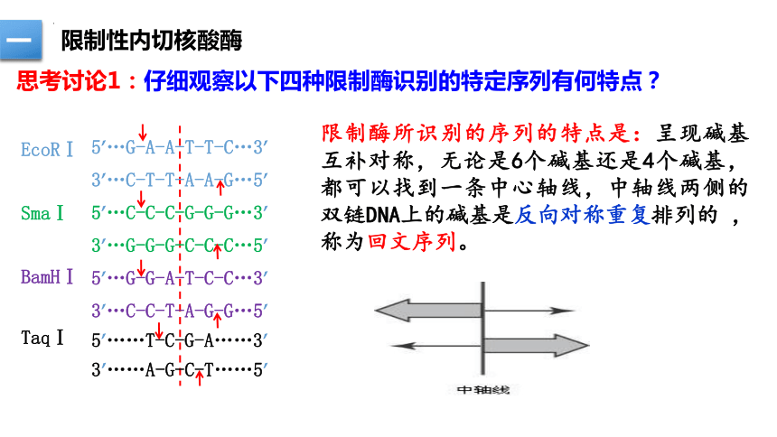 3.1重组DNA技术的基本工具(含DNA粗提取)(教学课件）（共40张PPT1个视频）人教版（2019）选择性必修3