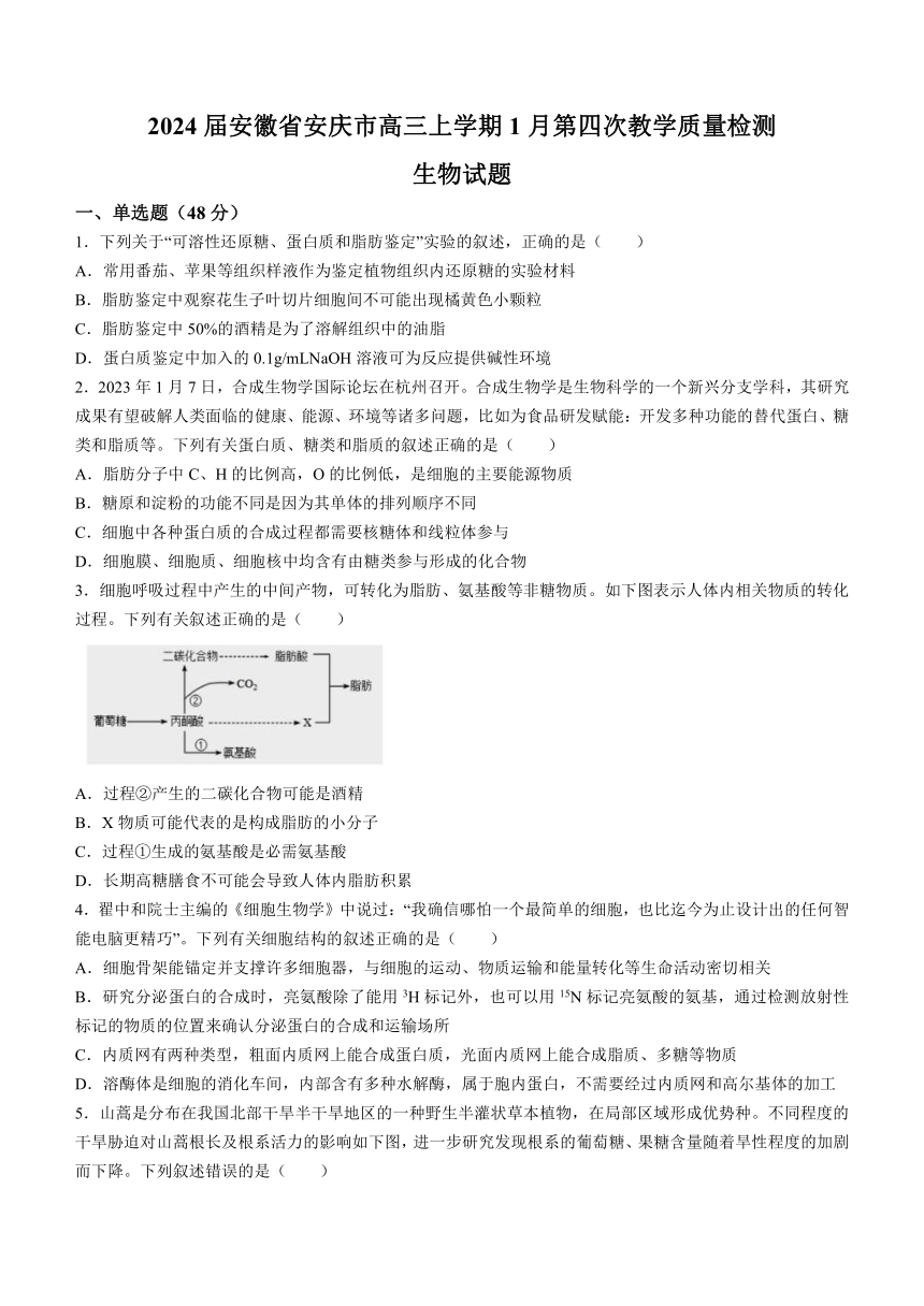 2024届安徽省安庆市高三上学期1月第四次教学质量检测生物学试题（含答案）