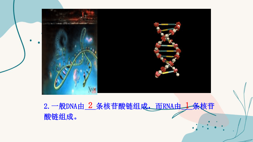 4.1基因指导蛋白质的合成(教学课件）(共41张PPT)-高一生物人教版必修二