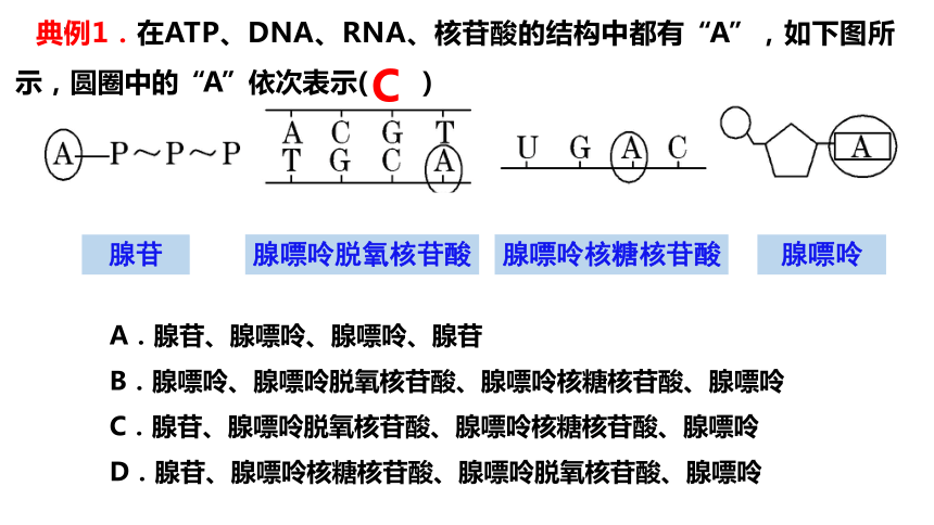 5.2 细胞的能量“货币”ATP（共23张PPT1个视频）-高一生物（人教版2019必修1）