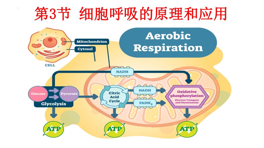 5.3细胞呼吸的原理和应用（共35张ppt）生物人教版（2019）必修1